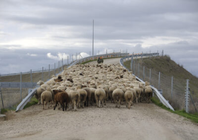 Rebaño de ovejas con su pastor cruzando un puente