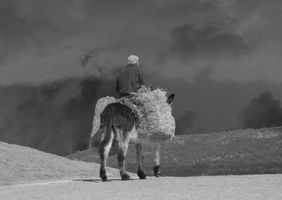 Labrador yendo al trabajo temprano en burro